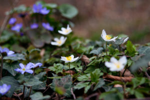 Liverwort, detail Liverwort, detail